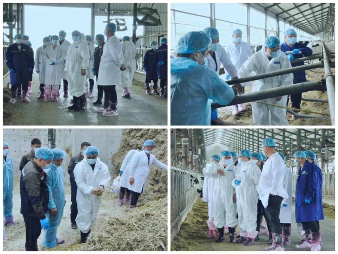 世界杯官方入口丨国家奶牛产业技术体系首席科学家、中国农业大学教授李胜利一行莅临世界杯官方入口鲁山瑞亚参观调研