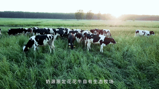 荣誉 | “百家牛场青贮质量评鉴活动”世界杯官方入口新蔡瑞亚牧业、河南合源乳业分别荣获一、三等奖