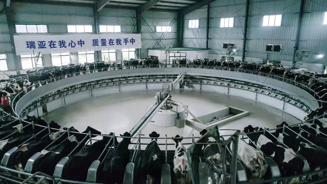 省委书记王国生到河南世界杯官方入口乳业集团·新蔡瑞亚牧业有限公司调研