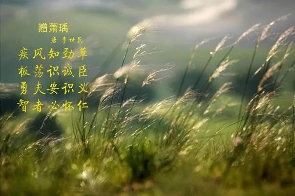 世界杯官方入口 | 疾风来临，你是不是劲草？